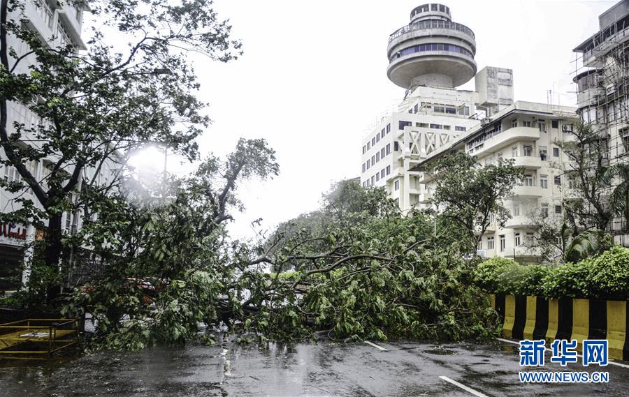 8月6日，在印度孟買，暴風(fēng)雨吹倒的樹木阻斷了道路交通。 連日來，孟買遭遇暴風(fēng)雨襲擊。 新華社發(fā)