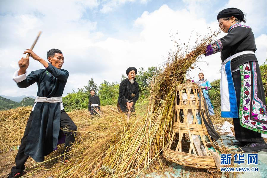 8月15日，村民在貴州省畢節(jié)市赫章縣珠市彝族鄉(xiāng)以那村采收成熟的苦蕎。 初秋時(shí)節(jié)，位于烏蒙高原的貴州省畢節(jié)市赫章縣珠市彝族鄉(xiāng)以那村的農(nóng)作物陸續(xù)成熟，村民們搶抓農(nóng)時(shí)采收，田間地頭一派繁忙景象。 新華社發(fā)（羅大富 攝）