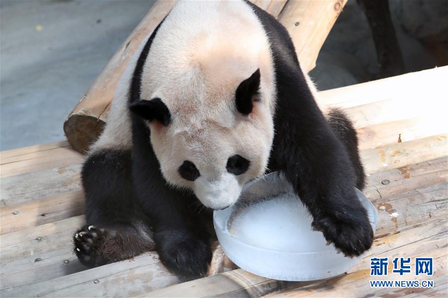 8月17日，南通森林野生動物園的大熊貓星繁在空調(diào)房里舔食冰塊。連日來，江蘇省南通市持續(xù)高溫，南通森林野生動物園加大對動物的應季水果蔬菜和鮮草的飼喂量，確保動物館舍的通風和清潔，同時通過放置冰塊等多樣化的防暑降溫措施，讓動物避暑享清涼。 新華社發(fā)（許叢軍 攝）