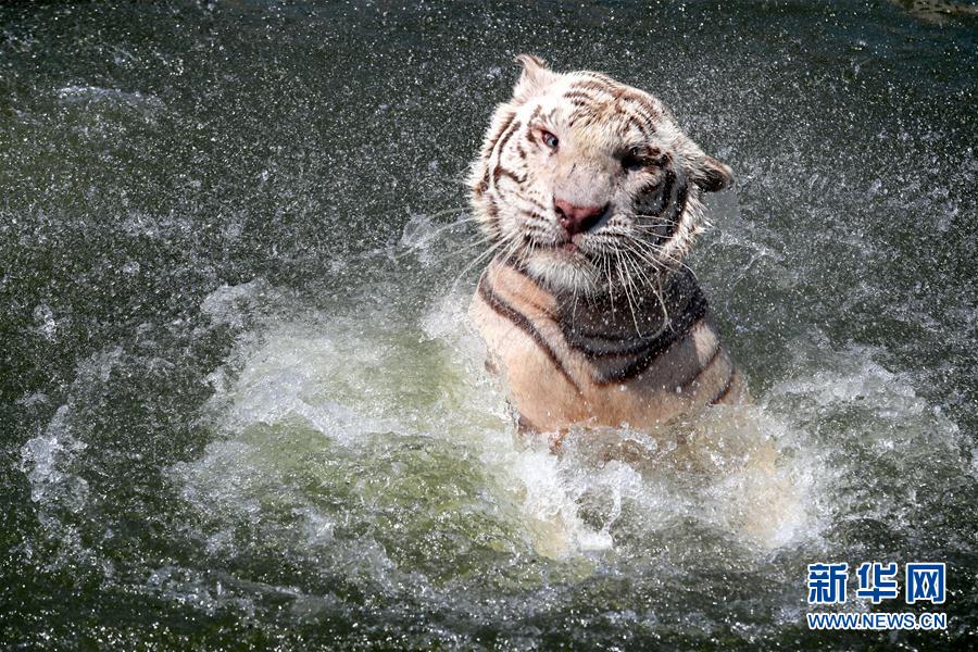 8月17日，南通森林野生動物園的白虎在水池中戲水享受清涼。  新華社發(fā)（許叢軍 攝）