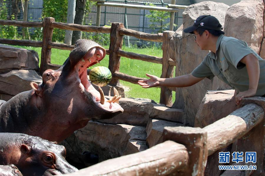 8月17日，南通森林野生動物園的工作人員喂河馬吃西瓜。  新華社發(fā)（許叢軍 攝）