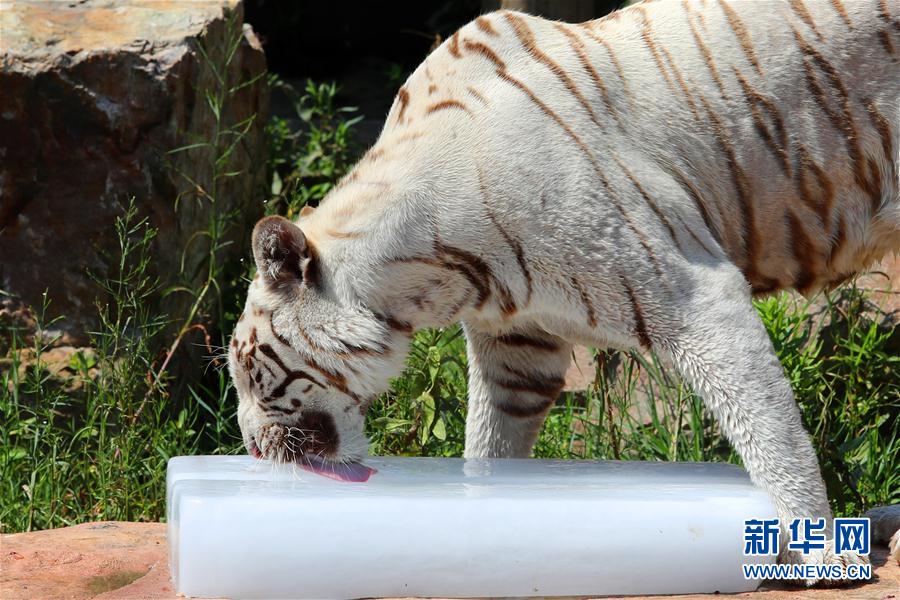 8月17日，南通森林野生動物園的白虎舔食冰塊。 新華社發(fā)（許叢軍 攝）
