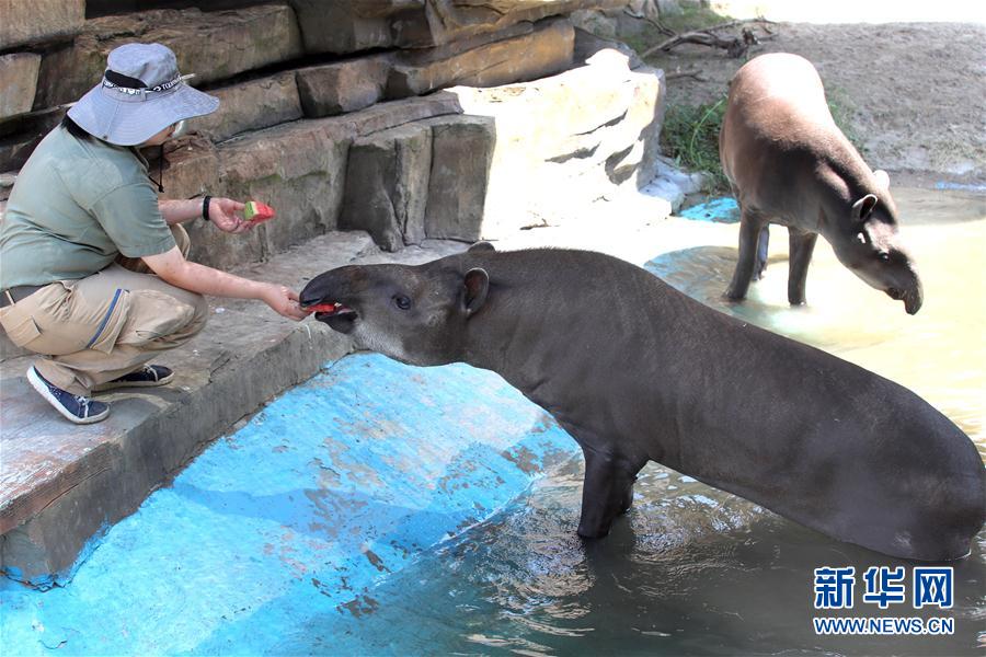 8月17日，南通森林野生動物園的工作人員喂南美貘吃西瓜。 新華社發(fā)（許叢軍 攝）