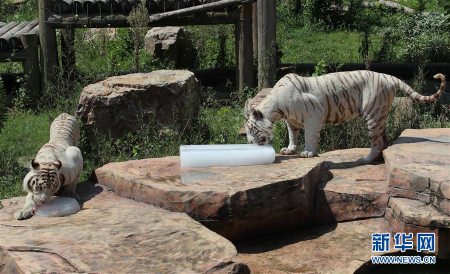 8月17日，南通森林野生動物園的白虎舔食冰塊。 新華社發(fā)（許叢軍 攝）
