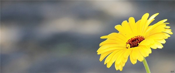 早安心語：人生，總會(huì)有不期而遇的溫暖，和生生不息的希望