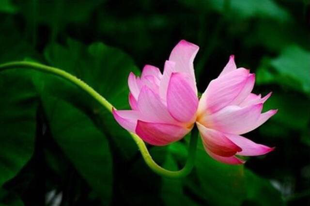 養(yǎng)花需要注意的幾點(diǎn)，做到了你就是養(yǎng)花高手，養(yǎng)啥都爆盆