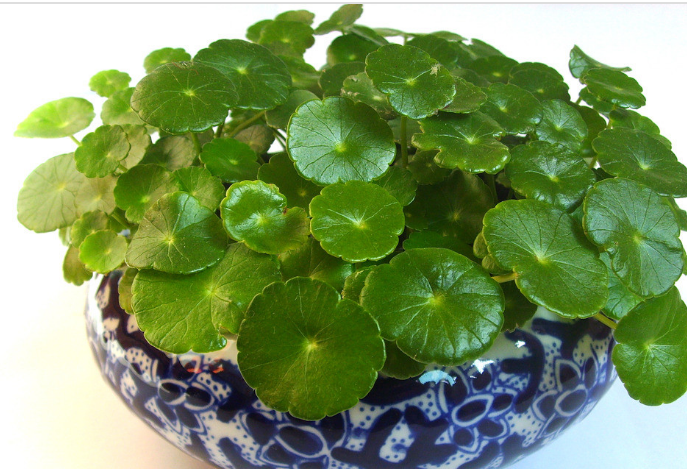 養(yǎng)花需要注意的幾點(diǎn)，做到了你就是養(yǎng)花高手，養(yǎng)啥都爆盆