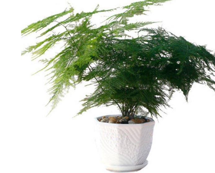 養(yǎng)花需要注意的幾點(diǎn)，做到了你就是養(yǎng)花高手，養(yǎng)啥都爆盆