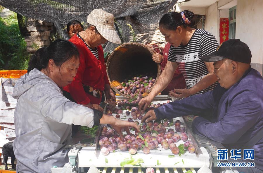 9月6日，理縣桃坪鎮(zhèn)佳山村村民在挑揀剛采摘的青紅脆李。新華社發(fā)（梁志強(qiáng) 攝）