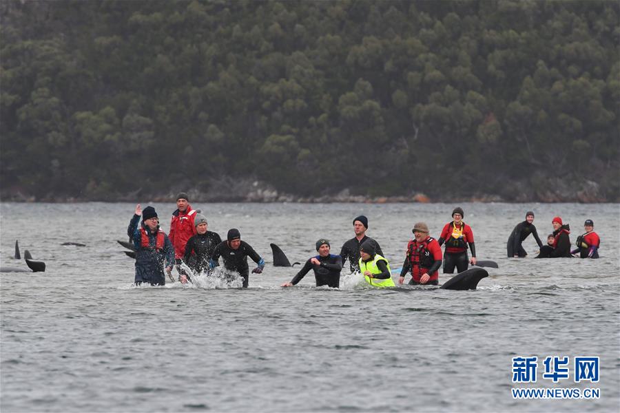 (國際)(1)澳大利亞塔斯馬尼亞州西海岸發(fā)生大規(guī)模鯨魚擱淺