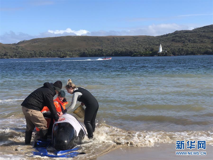 (國際)(2)澳大利亞塔斯馬尼亞州西海岸發(fā)生大規(guī)模鯨魚擱淺