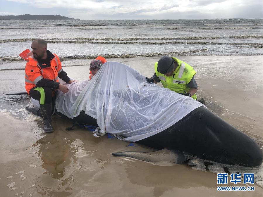 (國際)(3)澳大利亞塔斯馬尼亞州西海岸發(fā)生大規(guī)模鯨魚擱淺