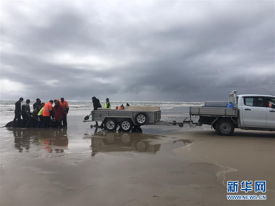 （國際）（6）澳大利亞塔斯馬尼亞州西海岸發(fā)生大規(guī)模鯨魚擱淺