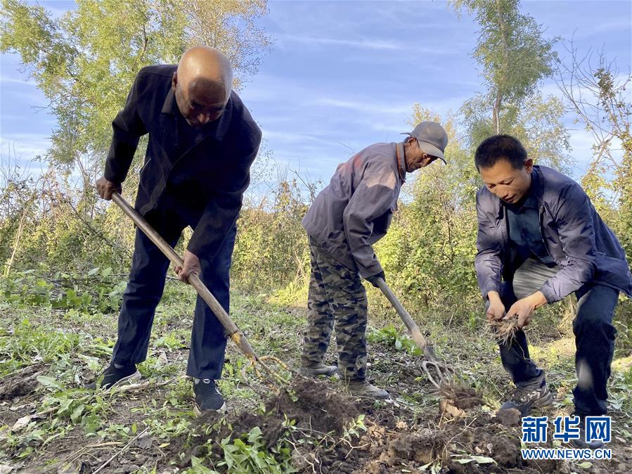 在黑龍江省五常市杜家鎮(zhèn)復(fù)興村，云峰四葉參種植農(nóng)民專業(yè)合作社理事長侯偉（右一）和村民在種植四葉參的小院內(nèi)勞作（9月27日攝）。  新華社記者 劉赫垚 攝