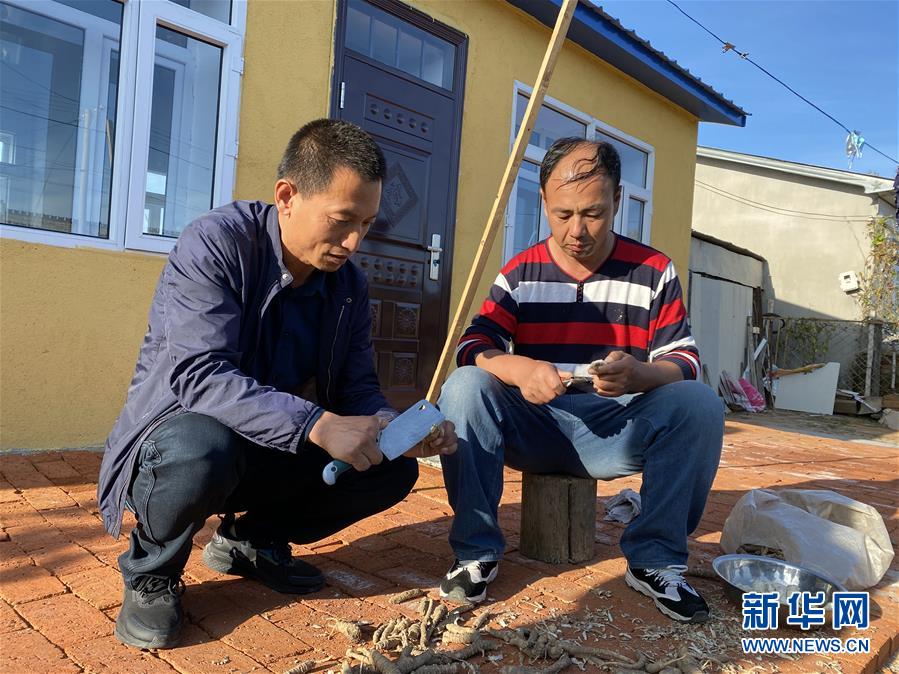 　在黑龍江省五常市杜家鎮(zhèn)復(fù)興村，云峰四葉參種植農(nóng)民專業(yè)合作社理事長侯偉（左）和村民李世偉在為四葉參削皮（9月27日攝）。  新華社記者 劉赫垚 攝