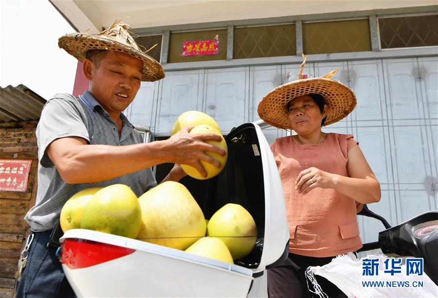盧林和（左）和愛人搬運剛采摘的蜜柚（9月17日攝）。 新華社記者 魏培全 攝