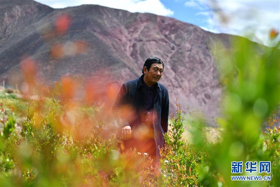 (西藏昌都解放70周年·圖文互動)(1)“我有一個植樹夢”——扎西旺堆和他的“綠色家園”