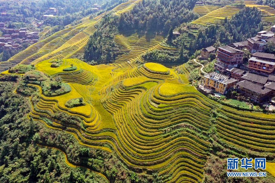 10月12日拍攝的廣西龍勝各族自治縣龍脊梯田（無(wú)人機(jī)照片）。 金秋時(shí)節(jié)，廣西龍勝各族自治縣龍脊梯田景區(qū)層層梯田盡染金黃，稻谷飄香，梯田與吊腳樓、村莊、遠(yuǎn)山相映成趣，美不勝收。 新華社發(fā)（吳生斌 攝）
