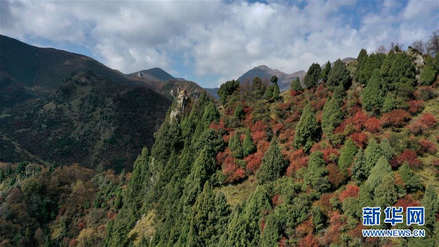 這是10月15日拍攝的北山國(guó)家森林地質(zhì)公園扎龍溝秋景（無(wú)人機(jī)照片）。 深秋時(shí)節(jié)，位于青海省海東市互助土族自治縣境內(nèi)的北山國(guó)家森林地質(zhì)公園內(nèi)，山巒、森林與藍(lán)天組成壯美的秋日畫卷。 新華社記者 張宏祥 攝