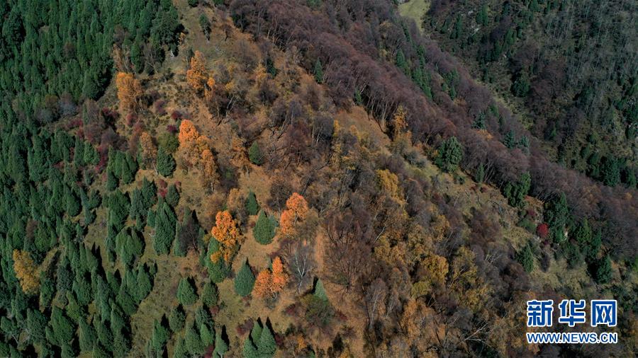 這是10月15日拍攝的北山國(guó)家森林地質(zhì)公園扎龍溝秋景（無(wú)人機(jī)照片）。 深秋時(shí)節(jié)，位于青海省海東市互助土族自治縣境內(nèi)的北山國(guó)家森林地質(zhì)公園內(nèi)，山巒、森林與藍(lán)天組成壯美的秋日畫卷。 新華社記者 張宏祥 攝