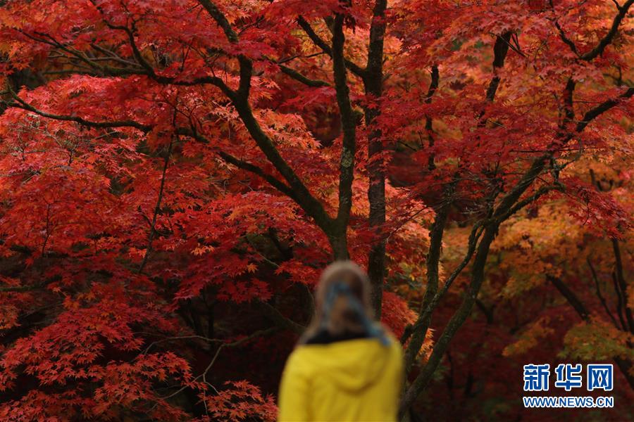 10月17日，一名游客在英國格洛斯特郡的韋斯頓伯特植物園欣賞秋景。 新華社發(fā)（蒂姆·愛爾蘭攝）