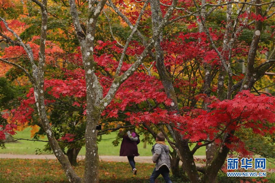 10月17日，孩子們在英國格洛斯特郡的韋斯頓伯特植物園內(nèi)玩耍。 新華社發(fā)（蒂姆·愛爾蘭攝）