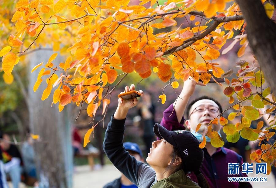 10月18日，游客在北京市房山區(qū)坡峰嶺景區(qū)觀賞紅葉。 金秋十月，又到了北京觀賞紅葉的最佳時(shí)節(jié)。坡峰嶺景區(qū)位于北京市房山區(qū)，總面積約2000畝，景區(qū)內(nèi)有元寶楓、黃櫨、火炬等多個(gè)紅葉品種，漫山的紅葉吸引游客前來觀賞。 新華社記者 呂帥 攝