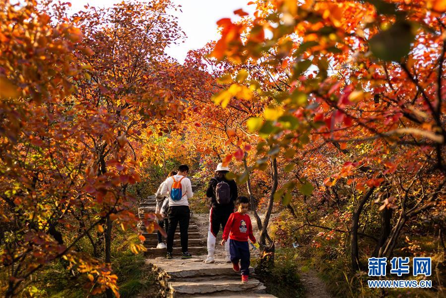 10月18日，游客在北京市房山區(qū)坡峰嶺景區(qū)觀賞紅葉。 金秋十月，又到了北京觀賞紅葉的最佳時(shí)節(jié)。坡峰嶺景區(qū)位于北京市房山區(qū)，總面積約2000畝，景區(qū)內(nèi)有元寶楓、黃櫨、火炬等多個(gè)紅葉品種，漫山的紅葉吸引游客前來觀賞。 新華社記者 呂帥 攝
