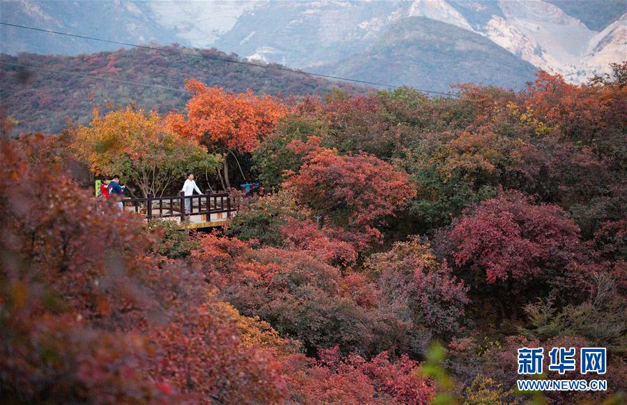 10月18日，游客在北京市房山區(qū)坡峰嶺景區(qū)觀賞紅葉。 金秋十月，又到了北京觀賞紅葉的最佳時(shí)節(jié)。坡峰嶺景區(qū)位于北京市房山區(qū)，總面積約2000畝，景區(qū)內(nèi)有元寶楓、黃櫨、火炬等多個(gè)紅葉品種，漫山的紅葉吸引游客前來觀賞。 新華社記者 呂帥 攝