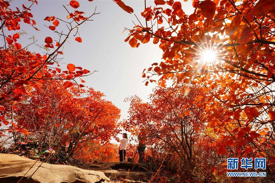 (環(huán)境)(5)河北沙河:紅葉染太行