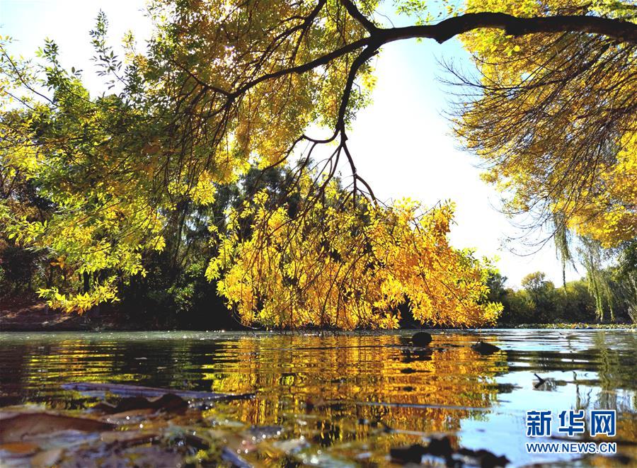 這是10月22日拍攝的北京奧林匹克森林公園秋景。 金秋時(shí)節(jié)，北京秋高氣爽、層林盡染，美不勝收。 新華社記者 羅曉光 攝