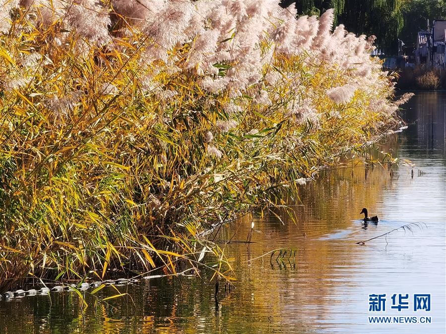 這是10月23日拍攝的北京西海濕地公園秋景。 金秋時(shí)節(jié)，北京秋高氣爽、層林盡染，美不勝收。 新華社記者 羅曉光 攝