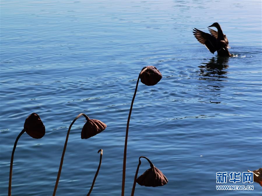 這是10月23日拍攝的北京西海濕地公園秋景。 金秋時(shí)節(jié)，北京秋高氣爽、層林盡染，美不勝收。 新華社記者 羅曉光 攝