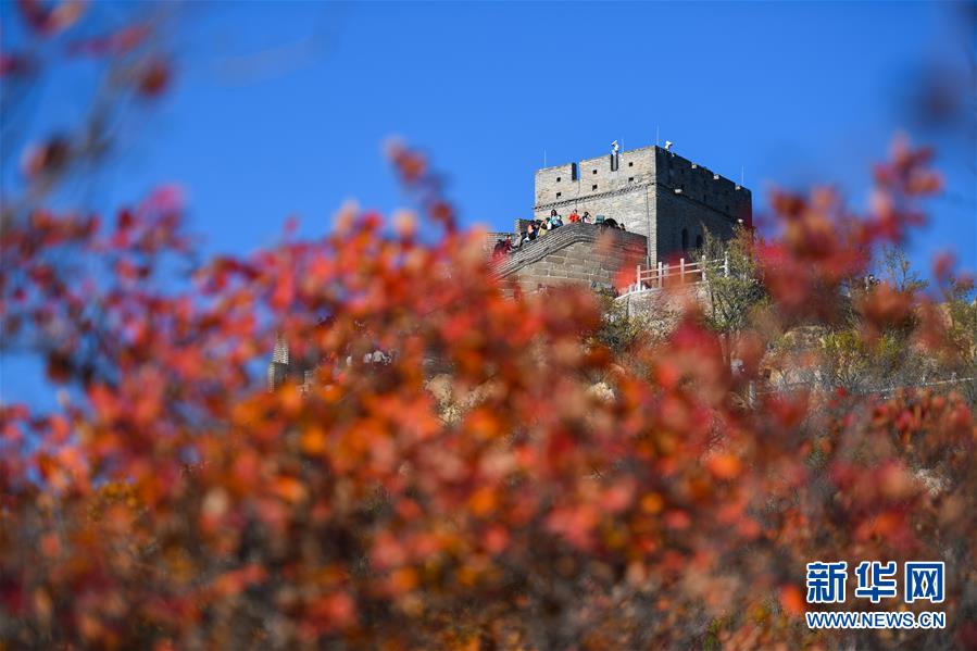 10月24日，游人在八達嶺長城游覽。 深秋時節(jié)，北京八達嶺長城紅葉進入最佳觀賞期，紅葉映長城美如畫卷。 新華社記者 陳曄華 攝
