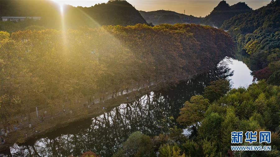 這是貴陽市花溪國(guó)家城市濕地公園黃金大道風(fēng)景（10月24日攝，無人機(jī)照片）。 深秋時(shí)分，貴州省貴陽市花溪國(guó)家城市濕地公園黃金大道秋意盎然，吸引眾多游客前來觀賞游玩。 新華社記者 陶亮 攝