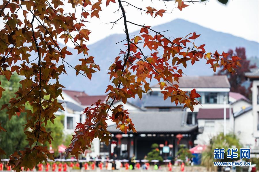 紅葉為秋日山村增添了亮麗的色彩（11月1日攝）。 11月1日，“指南紅葉節(jié)”活動(dòng)在浙江省杭州市臨安區(qū)太湖源鎮(zhèn)指南村舉行。本次金秋紅葉節(jié)將舉行觀賞金秋紅葉梯田、梯田稻谷收割、古戲臺(tái)銀杏音樂會(huì)、山頂星空露營帳篷節(jié)等系列主題活動(dòng)。 指南村海拔近600米，森林覆蓋率達(dá)93%以上。每到深秋，村落周邊的千畝梯田、金黃的銀杏和火紅的楓樹將指南村裝扮得美如畫卷。 新華社記者 徐昱 攝