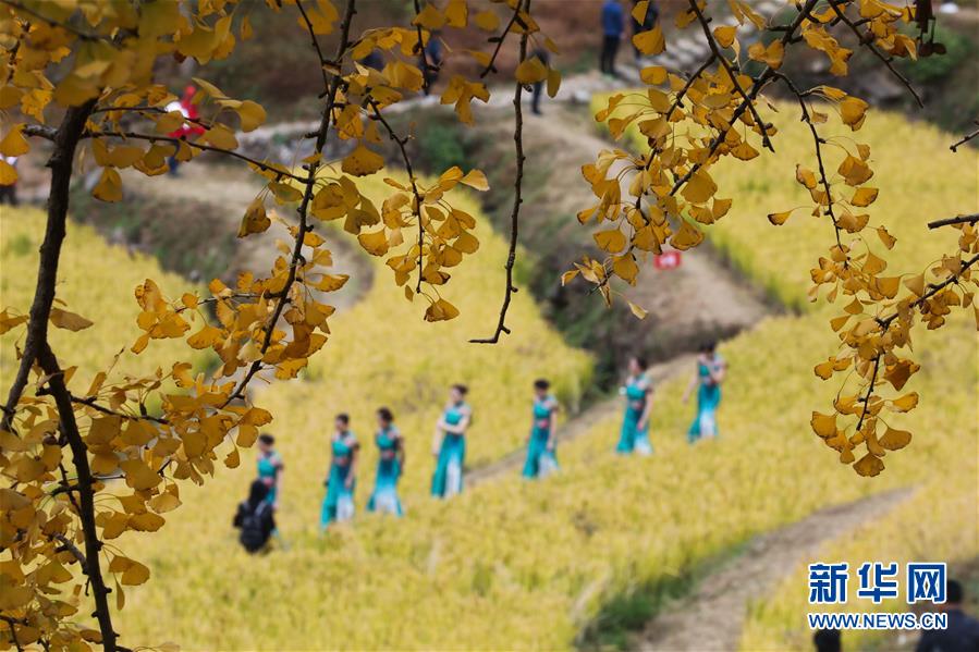 11月1日拍攝的指南村的金黃稻田和銀杏樹。 11月1日，“指南紅葉節(jié)”活動(dòng)在浙江省杭州市臨安區(qū)太湖源鎮(zhèn)指南村舉行。本次金秋紅葉節(jié)將舉行觀賞金秋紅葉梯田、梯田稻谷收割、古戲臺(tái)銀杏音樂會(huì)、山頂星空露營帳篷節(jié)等系列主題活動(dòng)。 指南村海拔近600米，森林覆蓋率達(dá)93%以上。每到深秋，村落周邊的千畝梯田、金黃的銀杏和火紅的楓樹將指南村裝扮得美如畫卷。 新華社記者 徐昱 攝