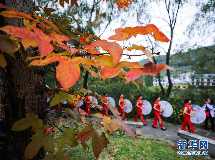 紅葉為秋日山村增添了亮麗的色彩（11月1日攝）。 11月1日，“指南紅葉節(jié)”活動(dòng)在浙江省杭州市臨安區(qū)太湖源鎮(zhèn)指南村舉行。本次金秋紅葉節(jié)將舉行觀賞金秋紅葉梯田、梯田稻谷收割、古戲臺(tái)銀杏音樂會(huì)、山頂星空露營帳篷節(jié)等系列主題活動(dòng)。 指南村海拔近600米，森林覆蓋率達(dá)93%以上。每到深秋，村落周邊的千畝梯田、金黃的銀杏和火紅的楓樹將指南村裝扮得美如畫卷。 新華社記者 徐昱 攝