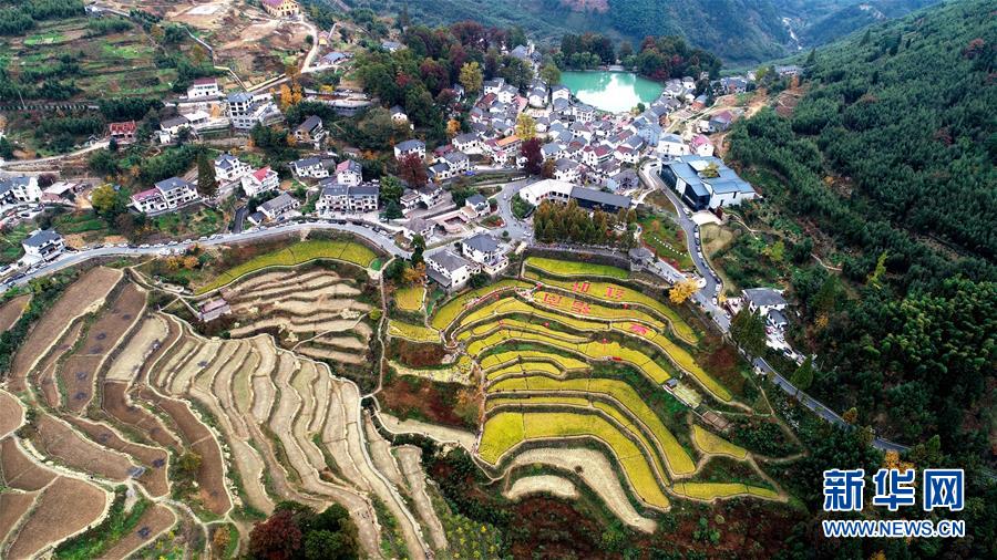 11月1日空中俯瞰指南村（無人機(jī)照片）。 11月1日，“指南紅葉節(jié)”活動(dòng)在浙江省杭州市臨安區(qū)太湖源鎮(zhèn)指南村舉行。本次金秋紅葉節(jié)將舉行觀賞金秋紅葉梯田、梯田稻谷收割、古戲臺(tái)銀杏音樂會(huì)、山頂星空露營帳篷節(jié)等系列主題活動(dòng)。 指南村海拔近600米，森林覆蓋率達(dá)93%以上。每到深秋，村落周邊的千畝梯田、金黃的銀杏和火紅的楓樹將指南村裝扮得美如畫卷。 新華社記者 徐昱 攝