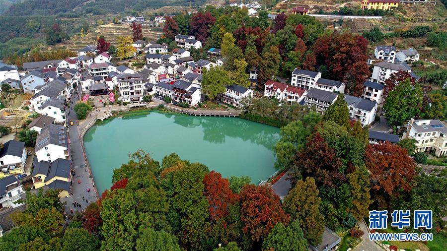 11月1日空中俯瞰指南村（無人機(jī)照片）。 11月1日，“指南紅葉節(jié)”活動(dòng)在浙江省杭州市臨安區(qū)太湖源鎮(zhèn)指南村舉行。本次金秋紅葉節(jié)將舉行觀賞金秋紅葉梯田、梯田稻谷收割、古戲臺(tái)銀杏音樂會(huì)、山頂星空露營帳篷節(jié)等系列主題活動(dòng)。 指南村海拔近600米，森林覆蓋率達(dá)93%以上。每到深秋，村落周邊的千畝梯田、金黃的銀杏和火紅的楓樹將指南村裝扮得美如畫卷。 新華社記者 徐昱 攝