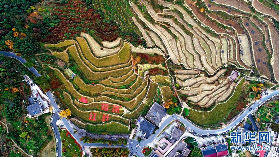 11月1日空中俯瞰指南村（無人機(jī)照片）。 11月1日，“指南紅葉節(jié)”活動(dòng)在浙江省杭州市臨安區(qū)太湖源鎮(zhèn)指南村舉行。本次金秋紅葉節(jié)將舉行觀賞金秋紅葉梯田、梯田稻谷收割、古戲臺(tái)銀杏音樂會(huì)、山頂星空露營帳篷節(jié)等系列主題活動(dòng)。 指南村海拔近600米，森林覆蓋率達(dá)93%以上。每到深秋，村落周邊的千畝梯田、金黃的銀杏和火紅的楓樹將指南村裝扮得美如畫卷。 新華社記者 徐昱 攝