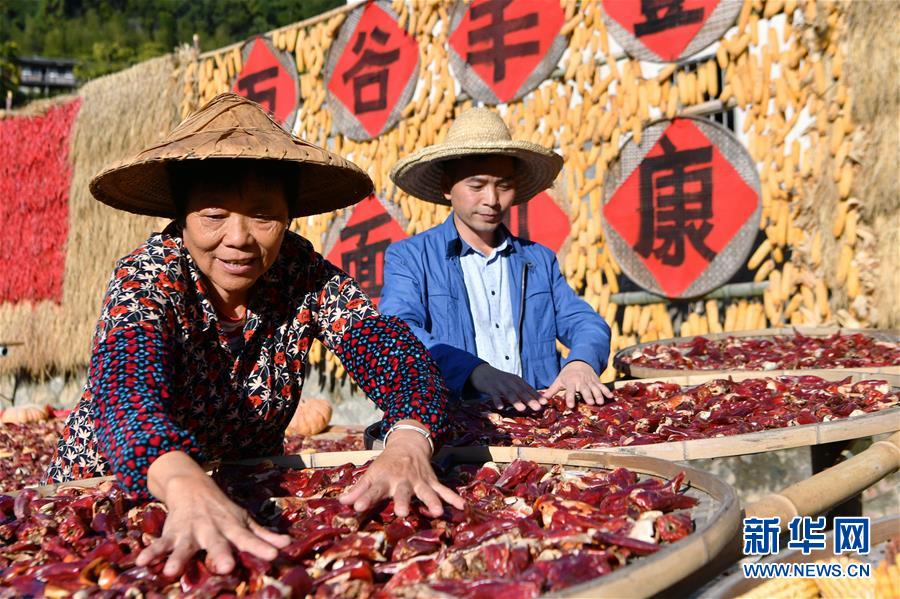 11月1日，桂峰村村民在整理曬匾里的農(nóng)作物。 深秋時節(jié)，位于福建省三明市尤溪縣洋中鎮(zhèn)的桂峰村，古民居與曬匾里五彩繽紛的農(nóng)作物，構(gòu)成五彩斑斕的調(diào)色板，展現(xiàn)秋收風(fēng)情。 新華社記者魏培全攝