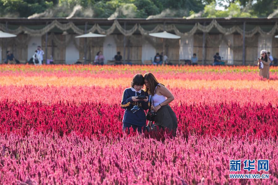 11月2日，游客在泰國清邁一處花田間拍照。 近日，泰國清邁周邊的花田鮮花盛開，吸引眾多游客前來賞花拍照。 新華社記者 張可任 攝