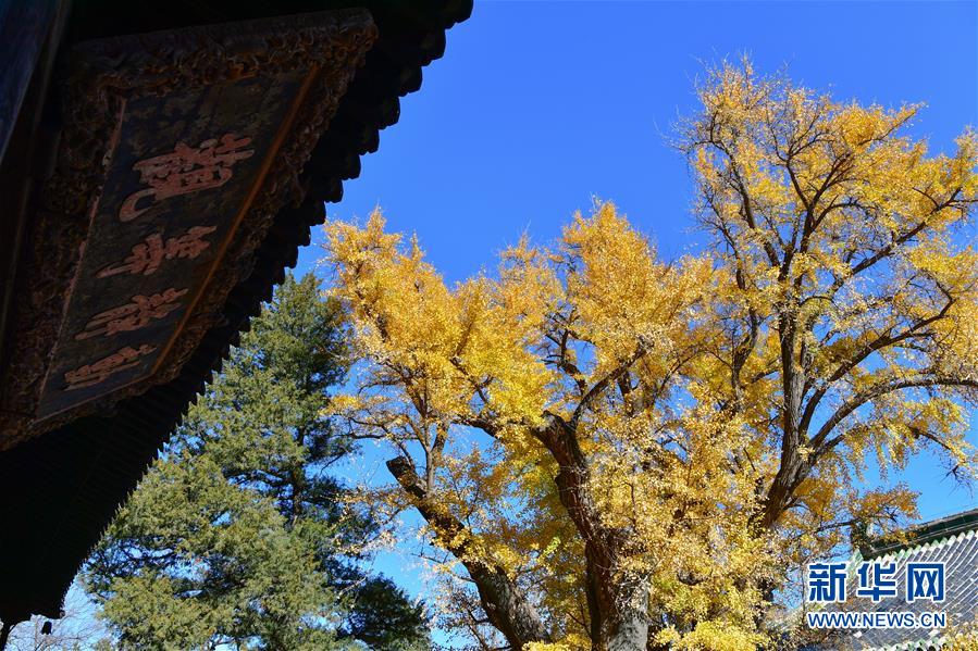 (美麗中國)(1)北京:古寺銀杏引客來