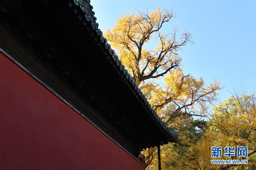 (美麗中國)(5)北京:古寺銀杏引客來