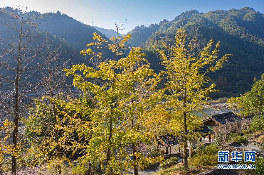 11月12日拍攝的景寧畬族自治縣小溪附近山林景色。初冬時節(jié)，流經浙南山區(qū)景寧畬族自治縣的小溪流域色彩斑斕，景色怡人。小溪是甌江最大支流，近年來，景寧縣加大了小溪流域公益林的管護力度，不斷改善當?shù)氐纳剿鷳B(tài)環(huán)境。新華社發(fā)（李肅人 攝）