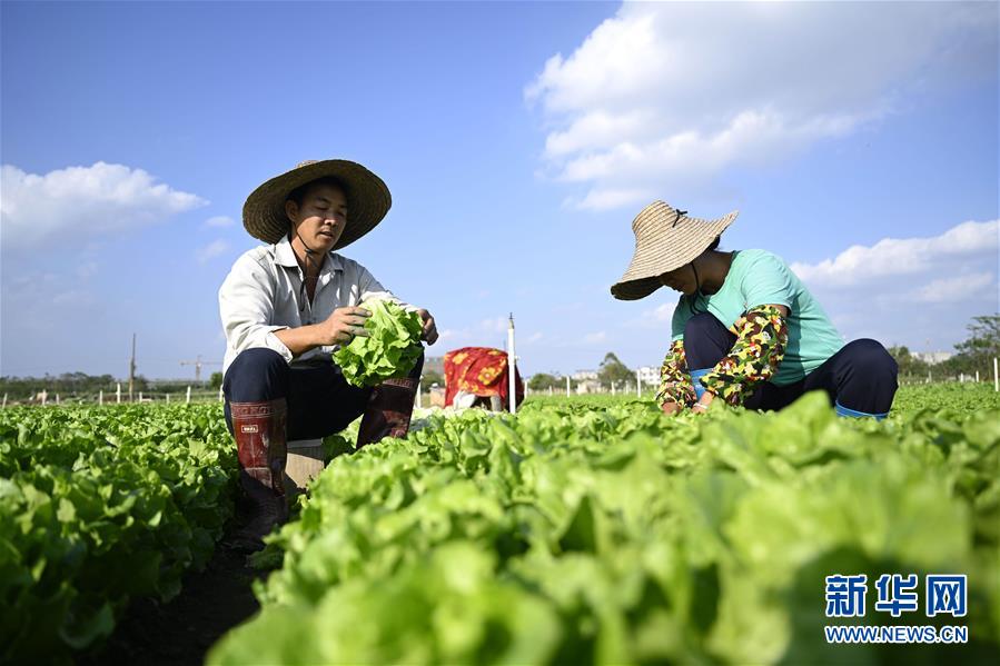 11月19日，在廣西柳州市柳江區(qū)進(jìn)德鎮(zhèn)，菜農(nóng)在基地里采摘蔬菜。 近期，柳州市柳江區(qū)進(jìn)德鎮(zhèn)“南菜北運(yùn)”基地里種植的多種蔬菜陸續(xù)豐收。該基地種植無公害蔬菜面積4.9萬畝，在寒冷時(shí)節(jié)加大了對(duì)北方地區(qū)市場(chǎng)蔬菜的供應(yīng)量。 新華社發(fā)（黎寒池 攝）