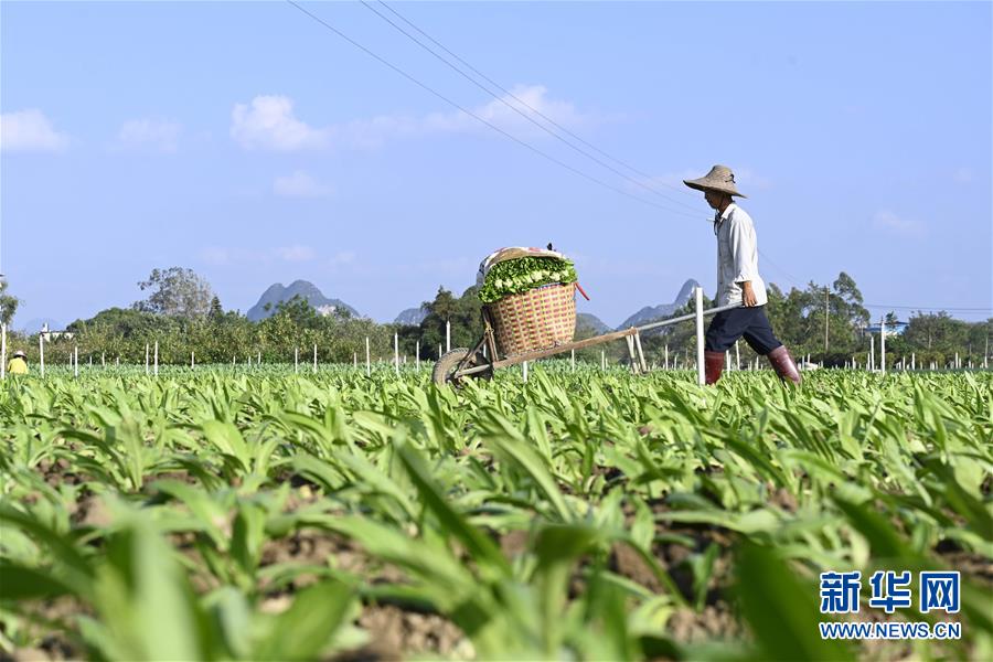 11月19日，在廣西柳州市柳江區(qū)進(jìn)德鎮(zhèn)，菜農(nóng)在基地里采摘蔬菜。 近期，柳州市柳江區(qū)進(jìn)德鎮(zhèn)“南菜北運(yùn)”基地里種植的多種蔬菜陸續(xù)豐收。該基地種植無公害蔬菜面積4.9萬畝，在寒冷時(shí)節(jié)加大了對(duì)北方地區(qū)市場(chǎng)蔬菜的供應(yīng)量。 新華社發(fā)（黎寒池 攝）