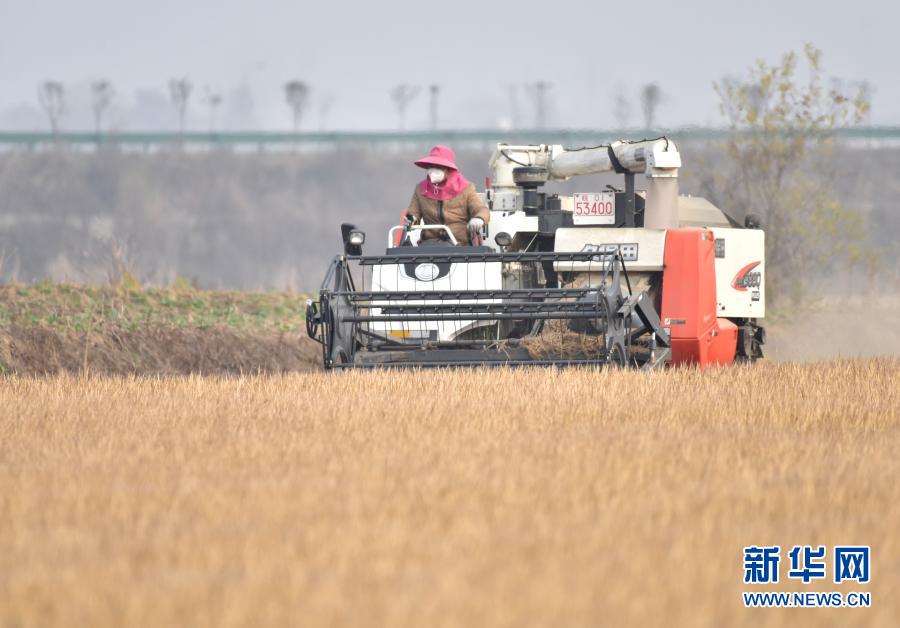 12月12日，在安徽省巢湖市槐林鎮(zhèn)南大圩，農(nóng)民駕駛收割機在稻田里收割晚稻。近期，安徽巢湖天氣晴好，農(nóng)民趁著晴好天氣抓緊收割晚稻，確保顆粒歸倉。新華社發(fā)（馬豐成 攝）