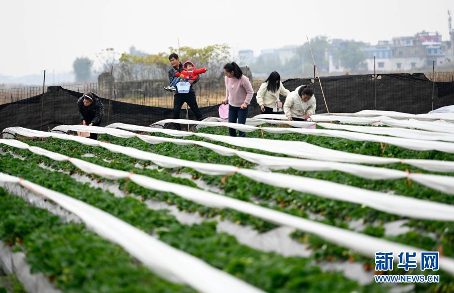 12月13日，在廣西柳州市柳江區(qū)進德鎮(zhèn)泗浪村，游客在草莓園里采摘草莓。近期，廣西柳州市柳江區(qū)進德鎮(zhèn)各草莓園陸續(xù)開園，吸引游客前來享受采摘樂趣。近年來，柳州市柳江區(qū)加快農業(yè)結構調整，積極發(fā)展果蔬種植產業(yè)，拓寬農民增收渠道。新華社發(fā)（黎寒池 攝）